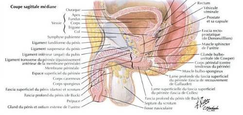 schéma coupe transversale pelvis de l'homme